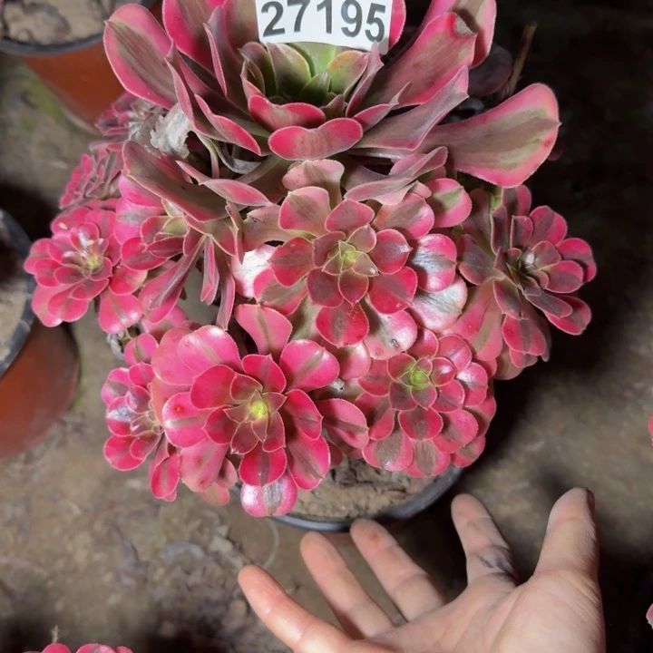 27195南美杜莎多肉植物