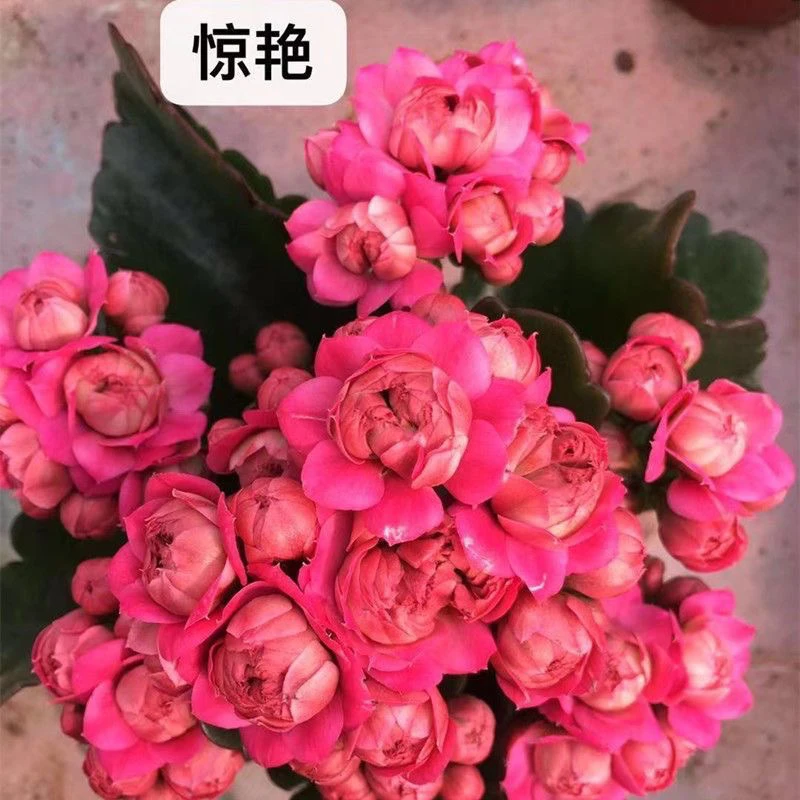 唐卡惊艳80小盆大花