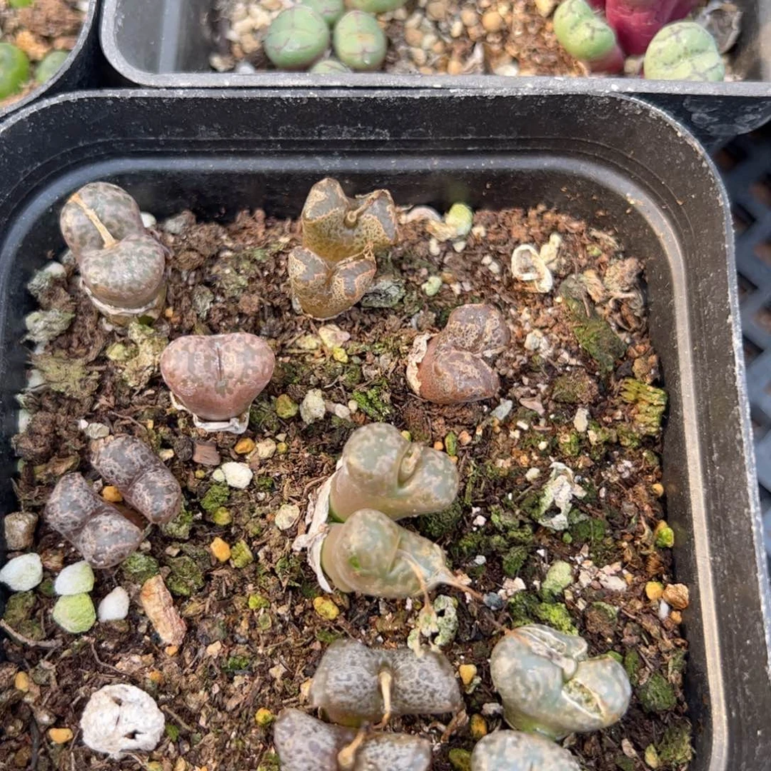 【闪购商品】107 年终福利