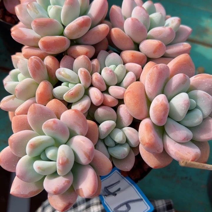 46洛神平平安安健健康康