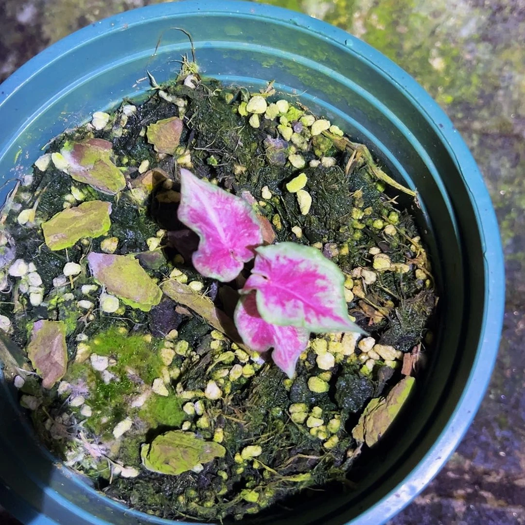 抹***茶完全开放9078泰彩