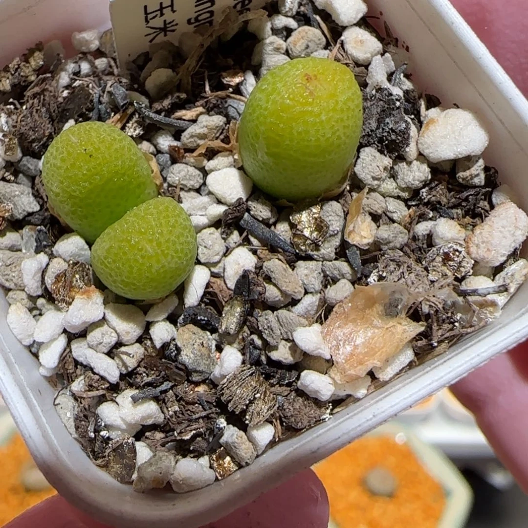 肉锥多肉植物百科-玉米1125