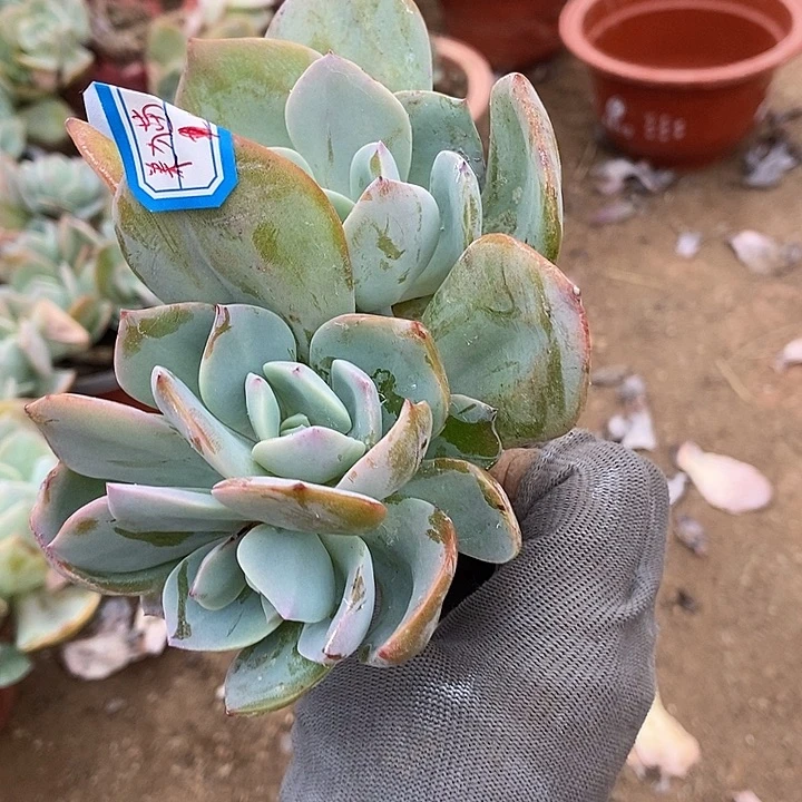 白凤血凤一物一拍