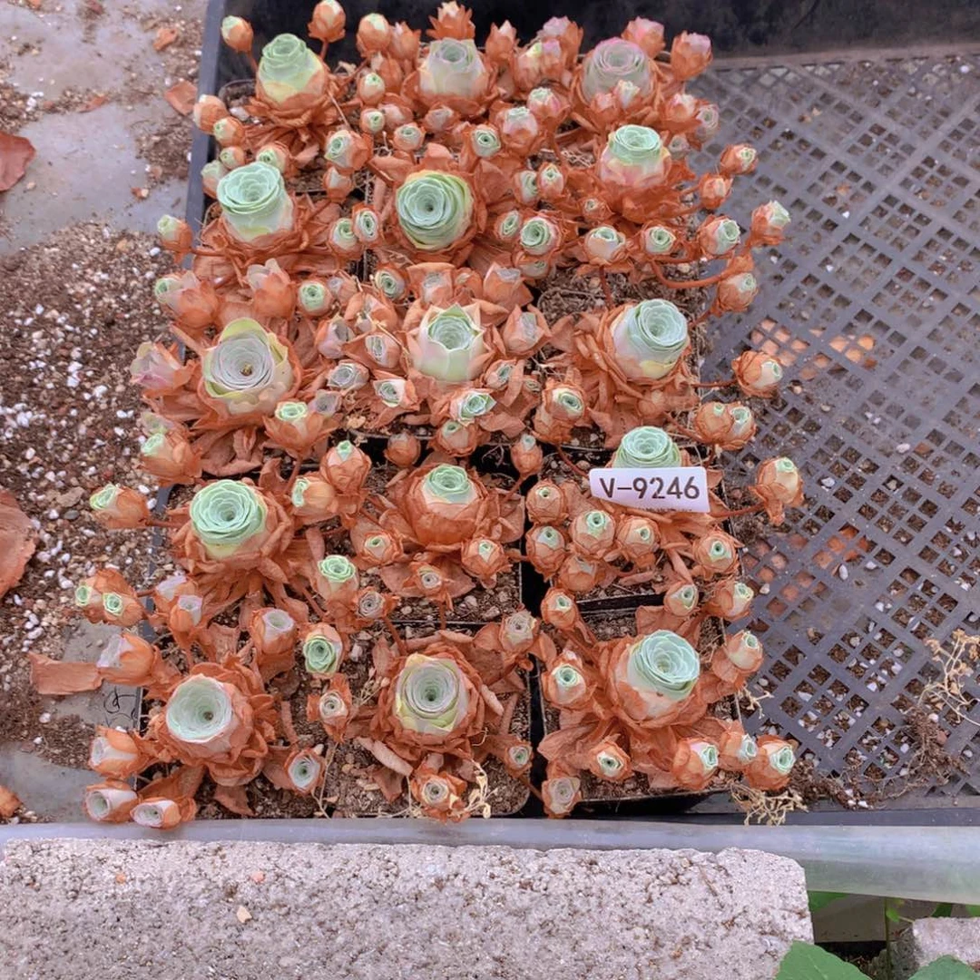 9256会掉侧芽不售后