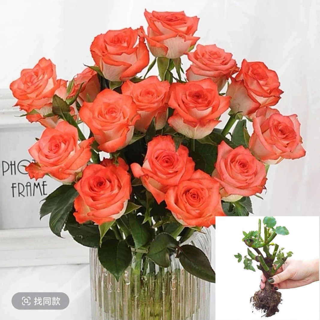 【胭脂扣】双生玫瑰花苗大花浓香四季开花卉盆栽花月季耐寒植物