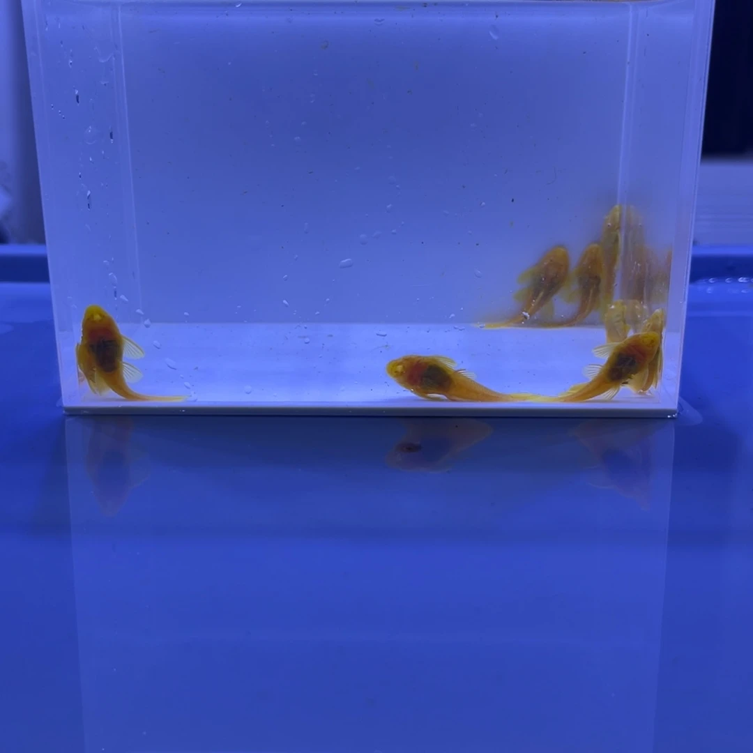 孔雀鱼胡子十条开箱视频报损