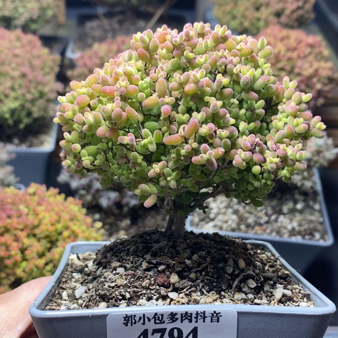 钮***子蜜橘糖球4794年后发货