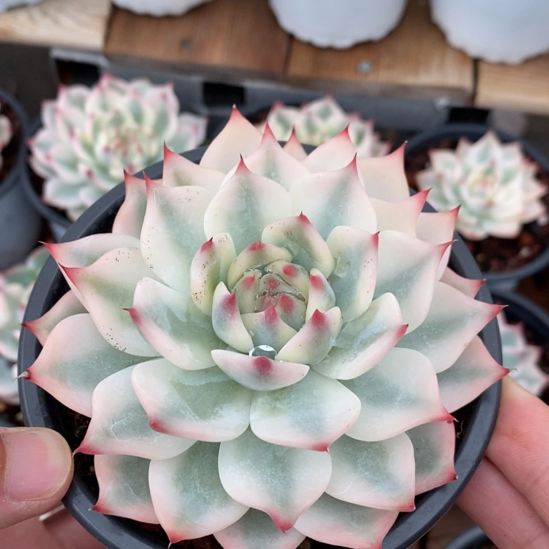 吉娃娃锦多肉植物0204