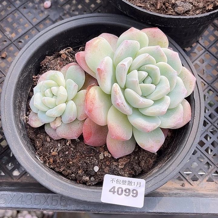 阿雅园艺。       4099冰玉