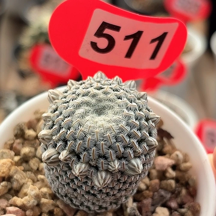 仙人球实生白斜子