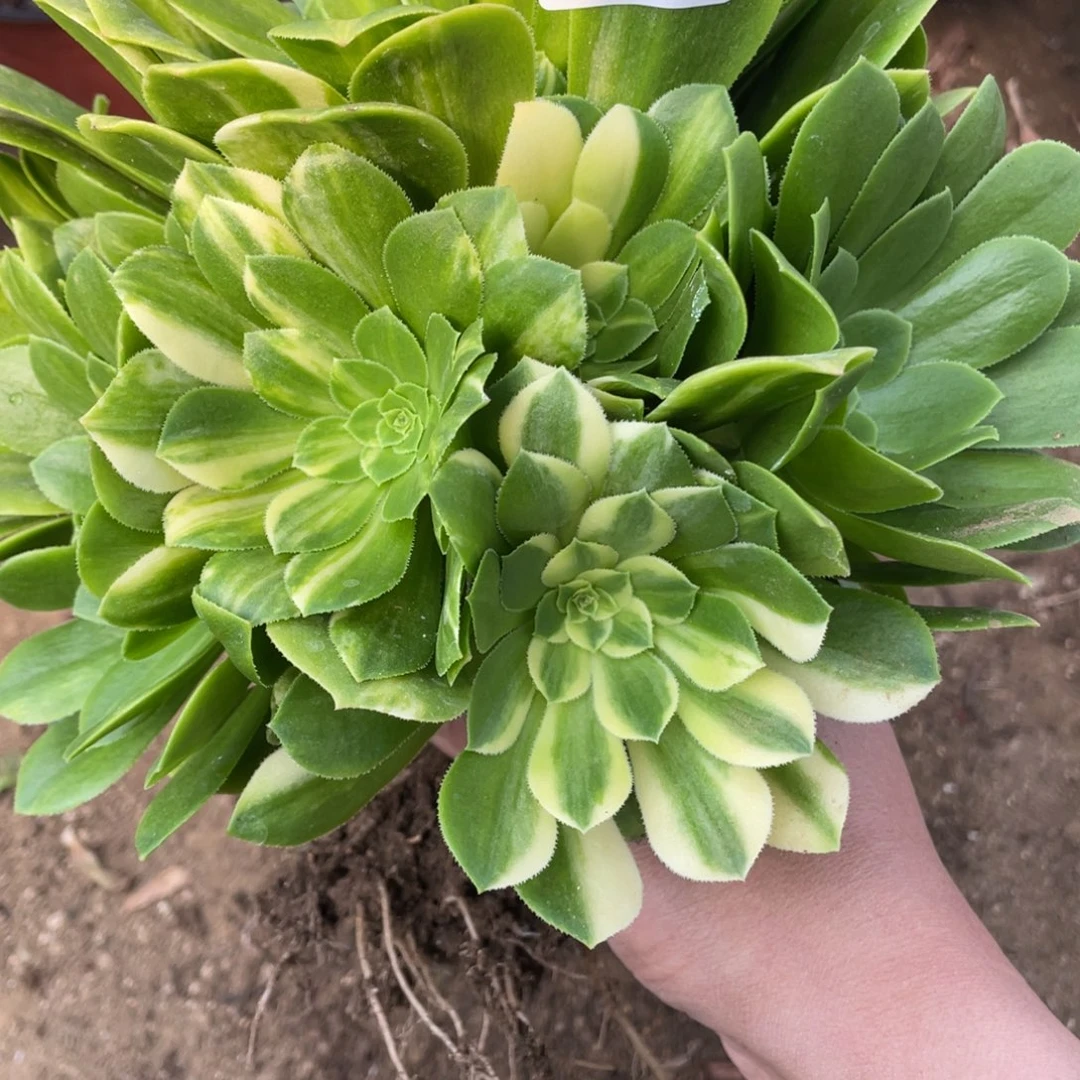 七彩琉璃多肉法师断枝不包量