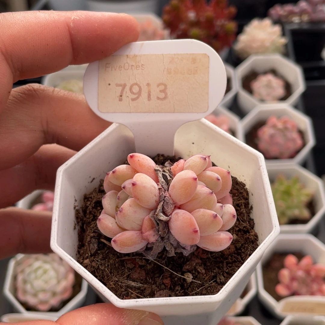 雪爪7913-4.5厘米