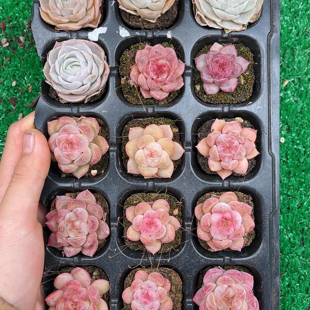 多肉一物一拍9-73