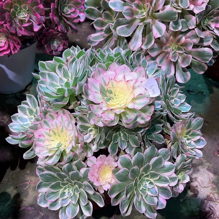 多肉植物海王00649