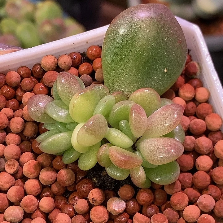 美人锦缀化多肉植物