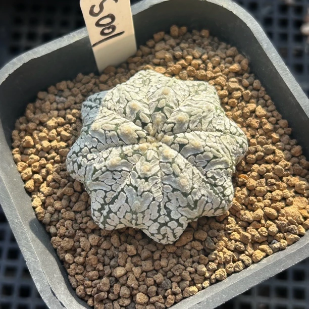 园艺仙人球/兜/实生海星体V兜/s1