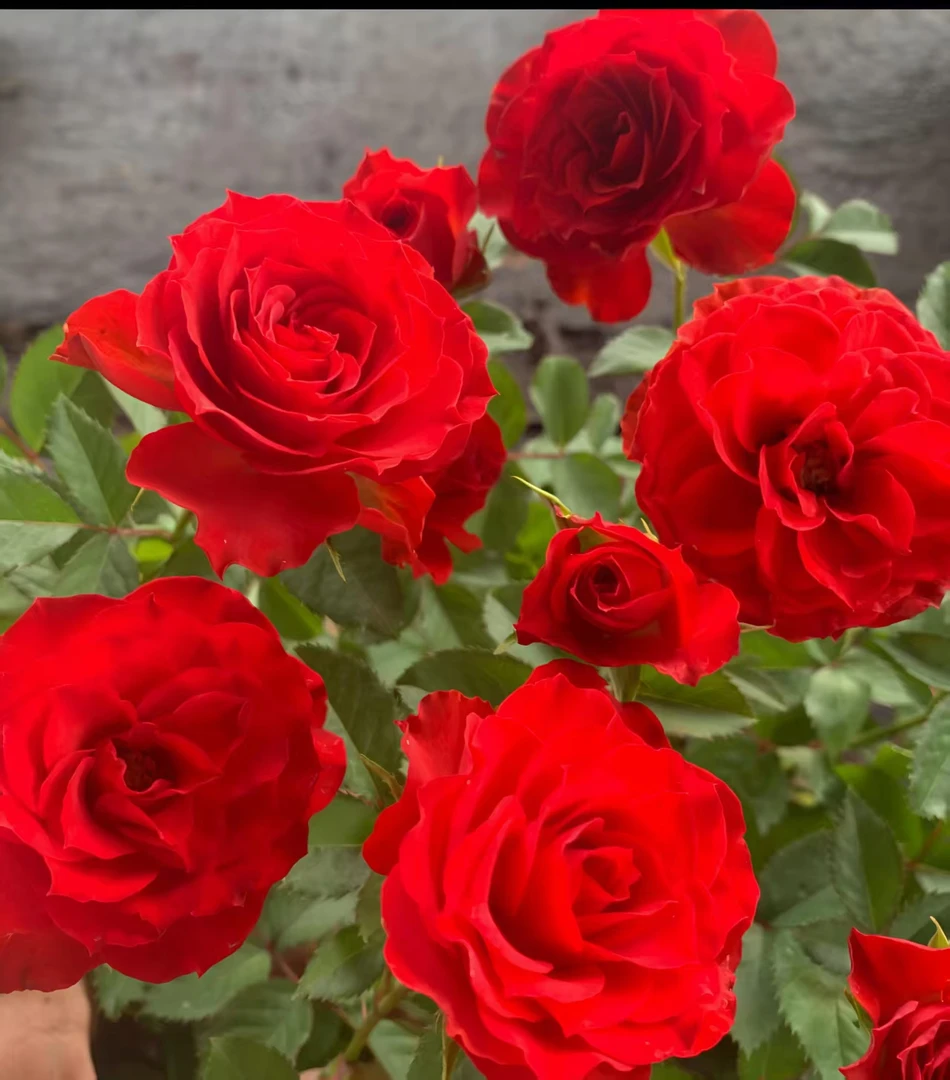 红苹果月季盆栽花卉四季开花阳台庭院带盆带土带花苞