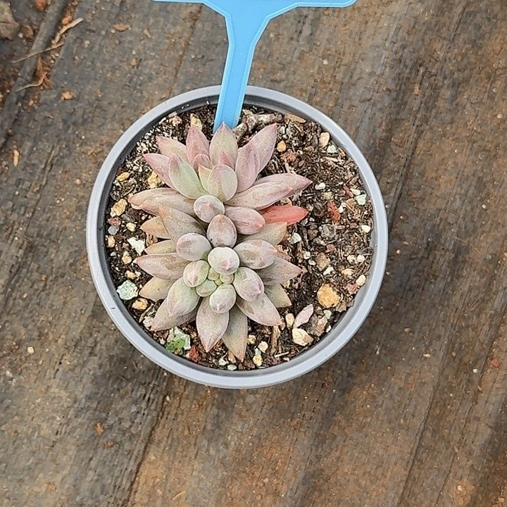 多肉植物水晶球061