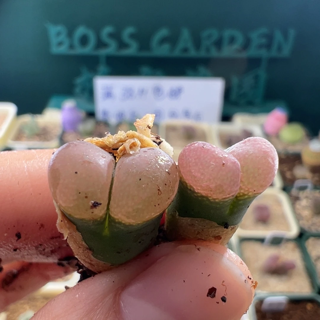 无***儿1941/优选pv1089 2.5年。专拍