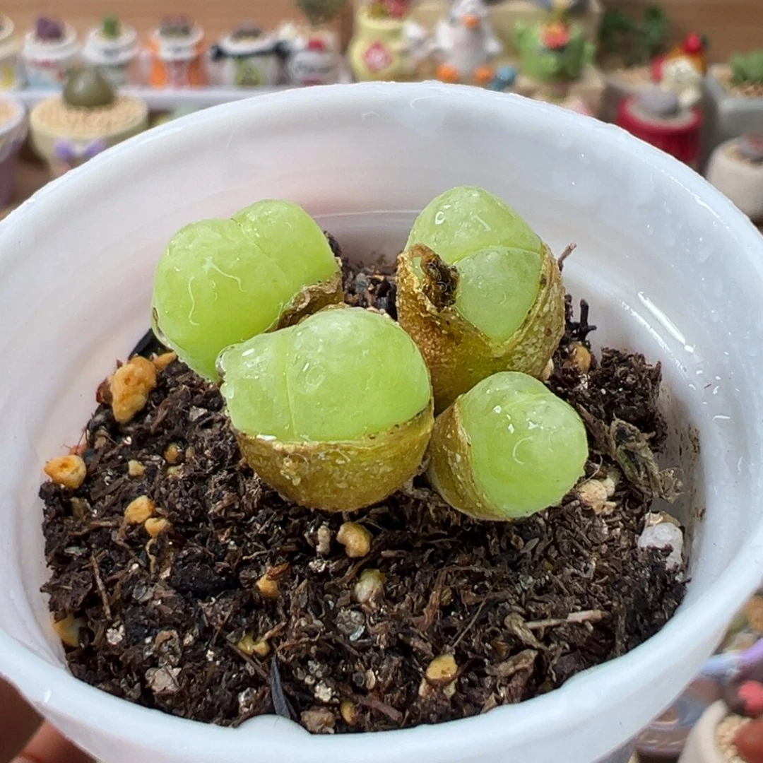 多肉植物133号毛翠滴