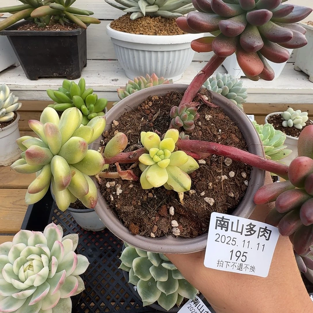 香格里拉锦111111-195