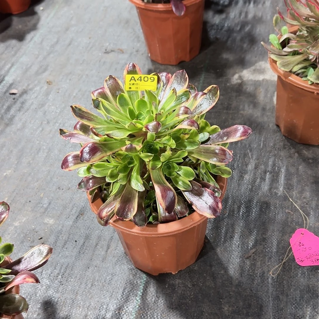 欧嘉莉法师多肉植物409
