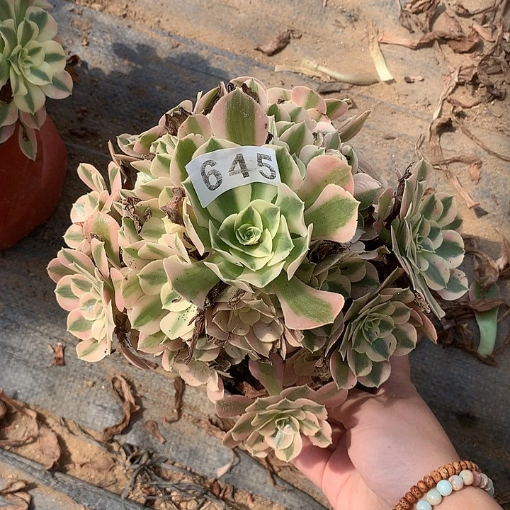多肉植物粉女巫645号