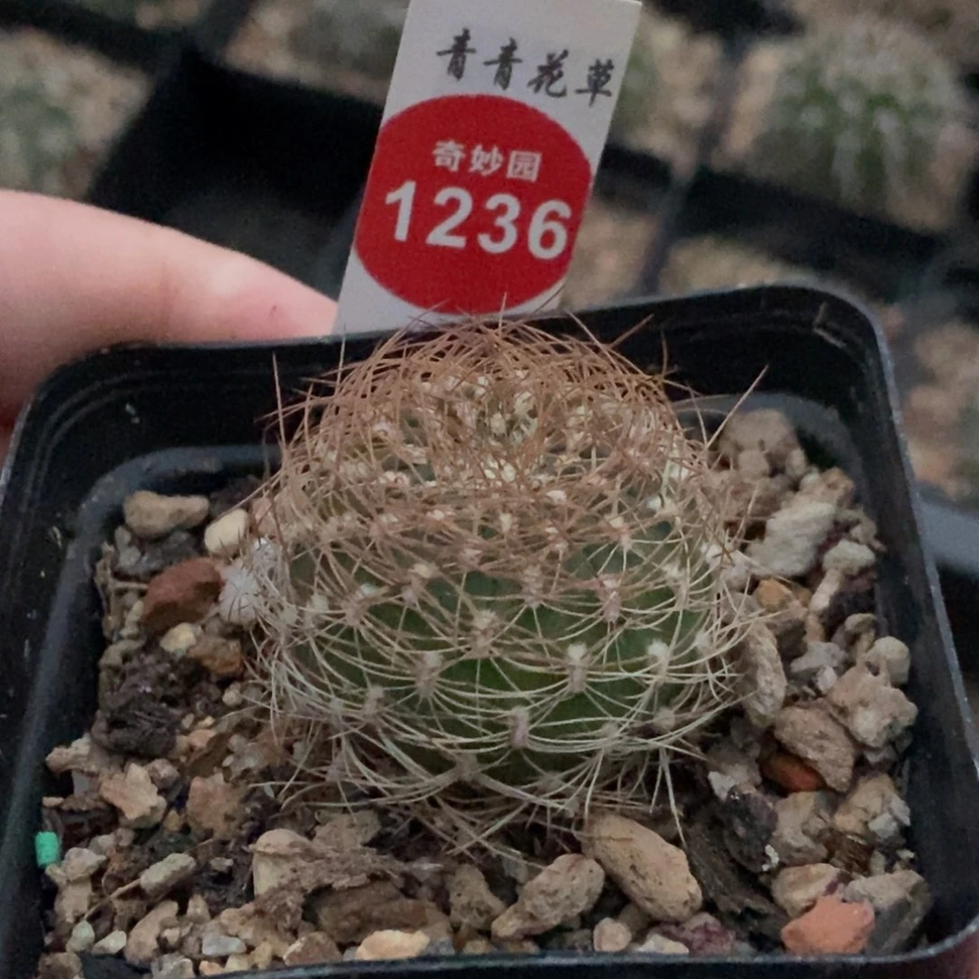 实生沟宝山一颗仙人球