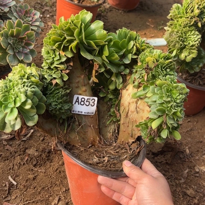 绿缀微瑕多肉植物853.