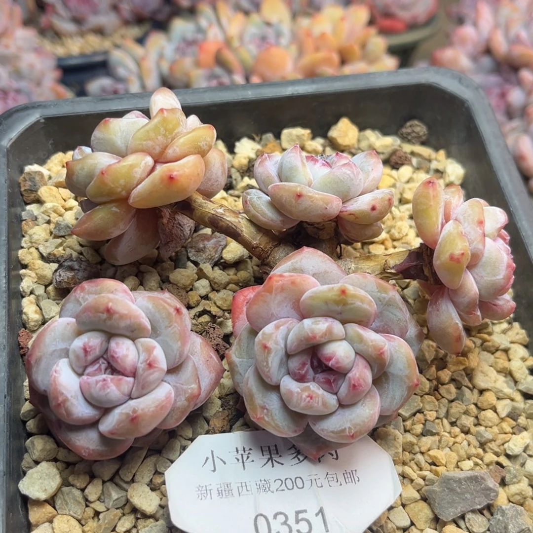 黄底紫心351/11cm5头