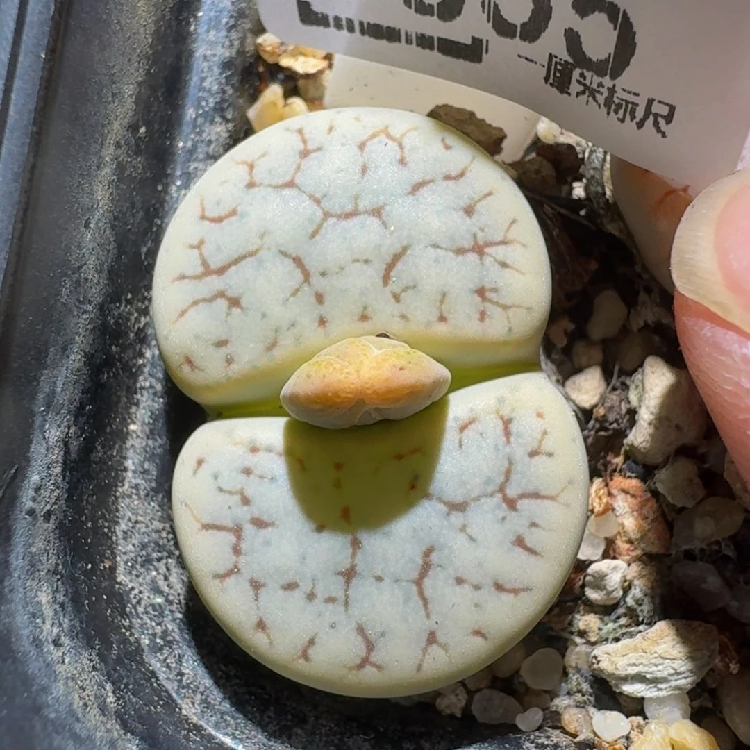 zzzzz生石花肉锥855