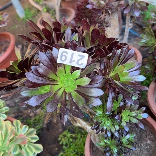 @***梦多肉植物一个黑法219