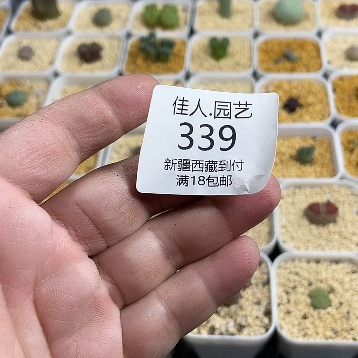 k***o佳人园艺博览会339