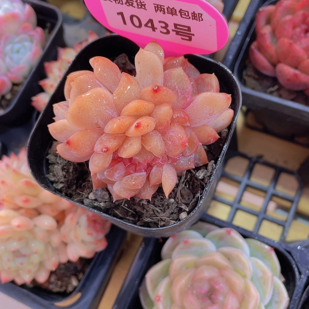 1043号 龙头糖心珍妮缀化一颗