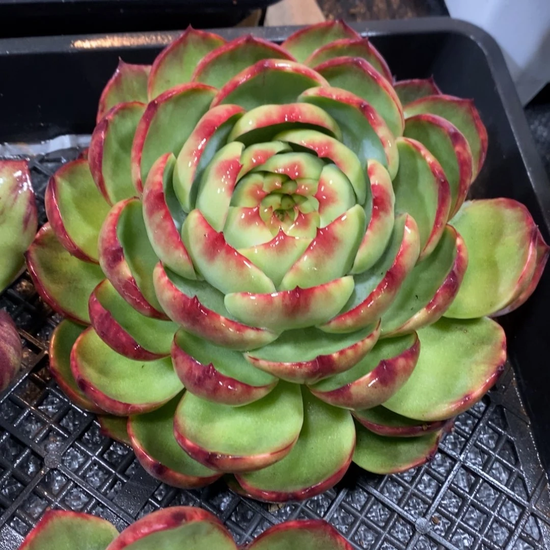 菩***，惊鸿仙子一物一拍