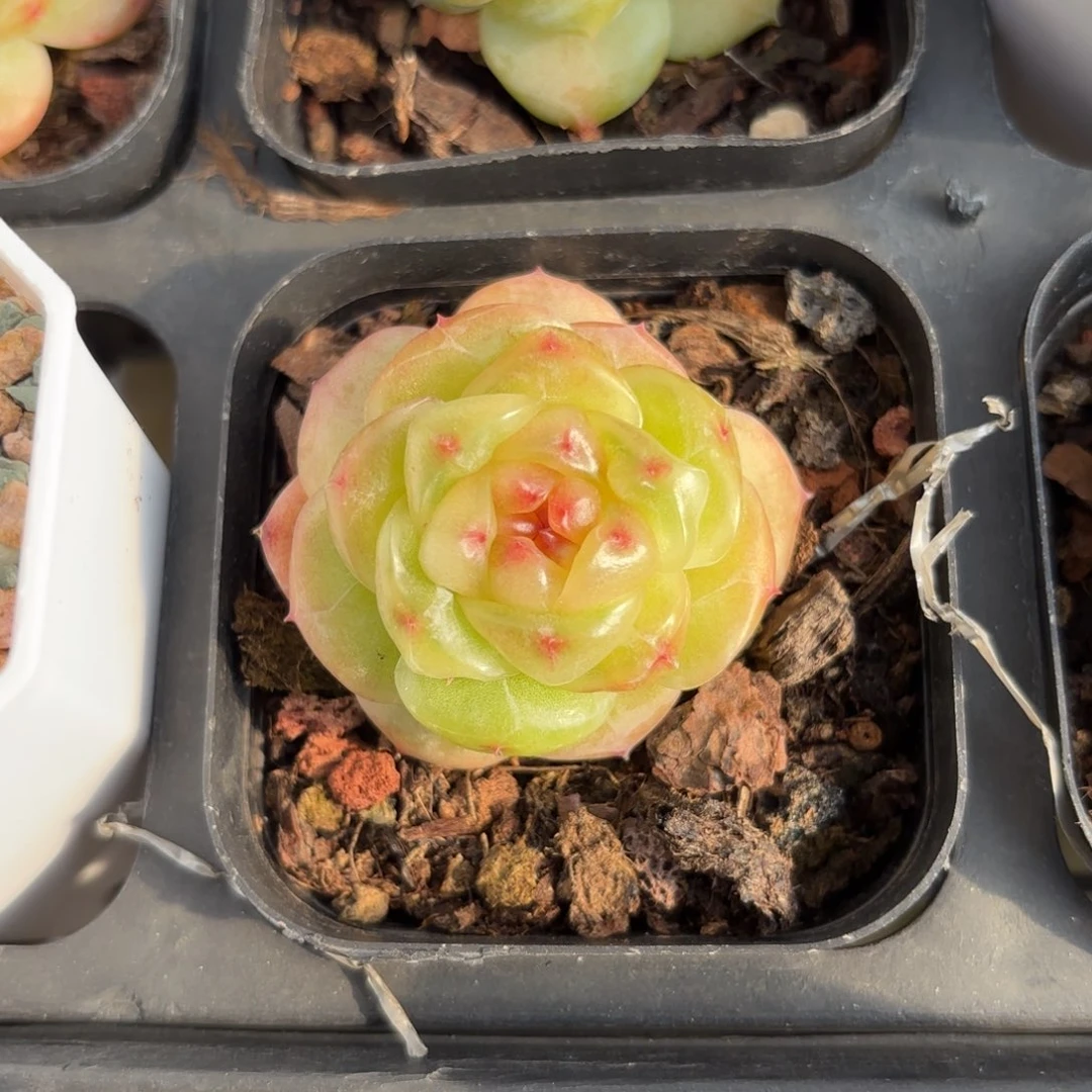 薄糖糖心一物一拍