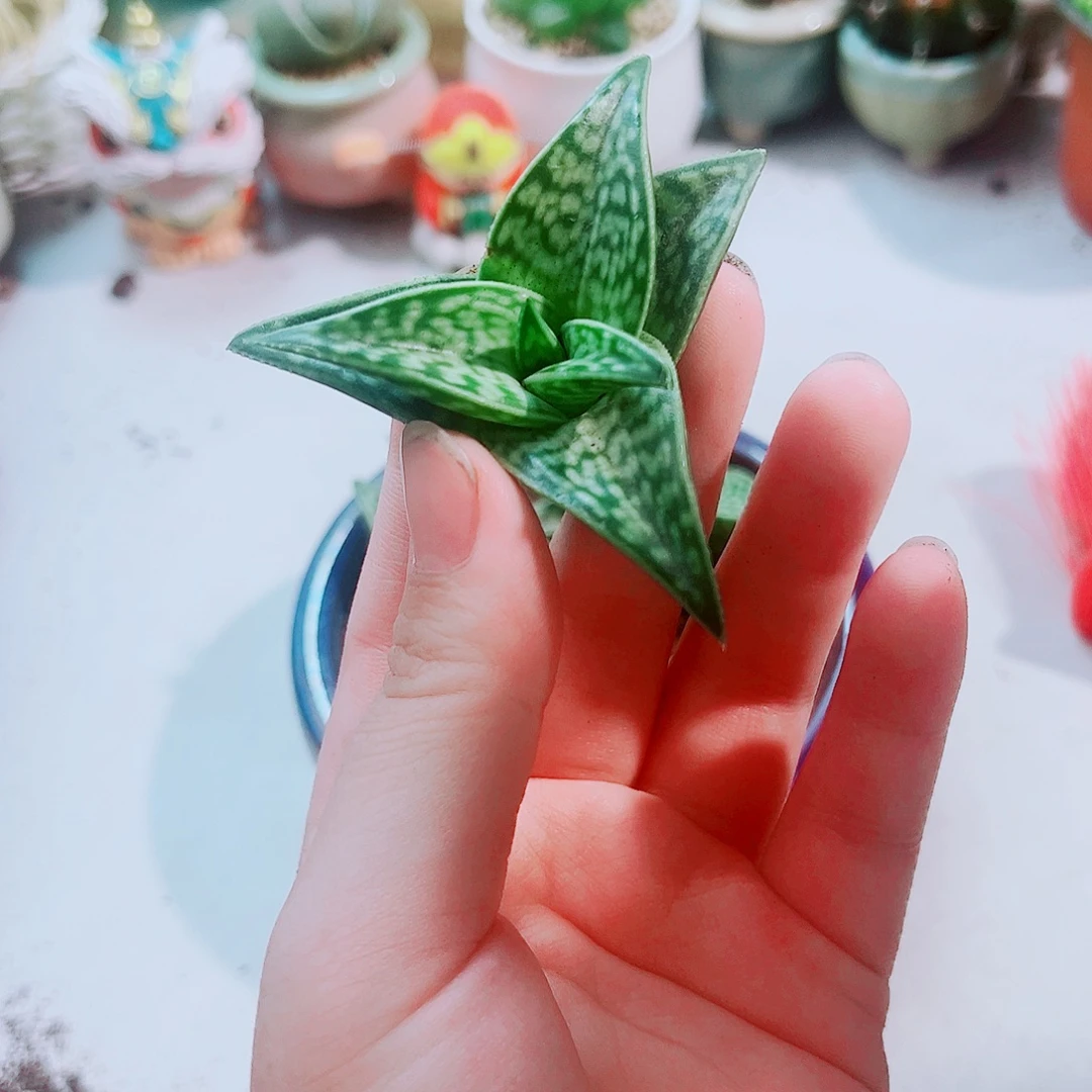 翠花千代多肉植物