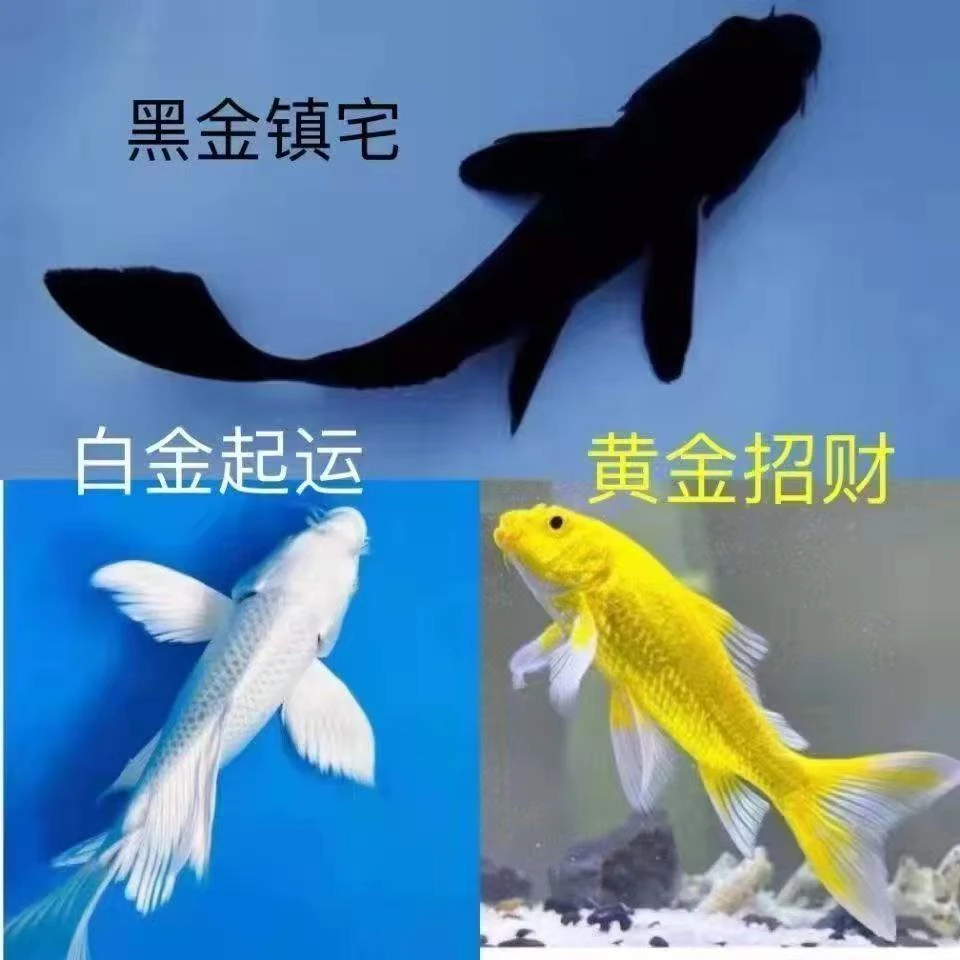 （一号链接）蝴蝶鲤鱼活体冷水淡水观赏鱼黑金黄金锦鲤好养耐活
