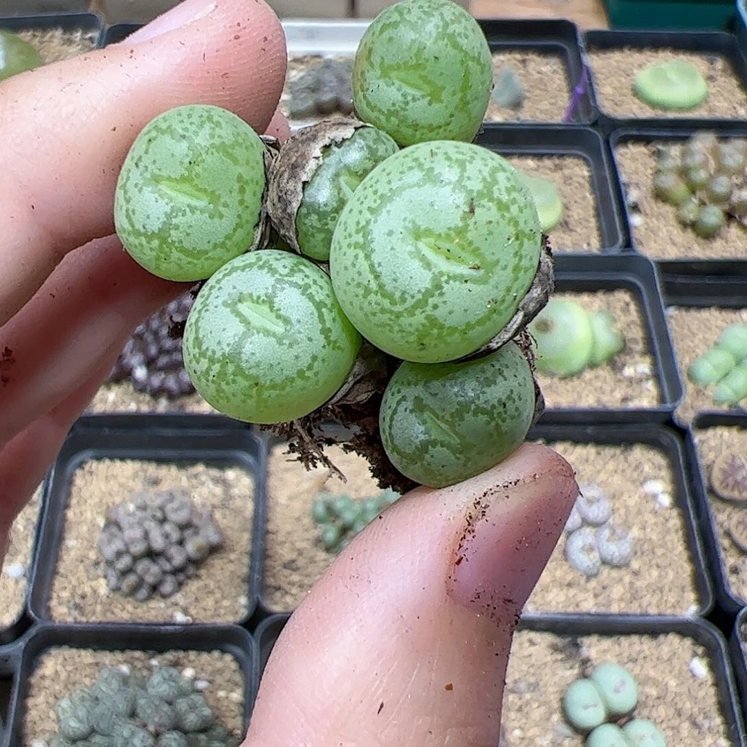 【闪购商品】385 福利