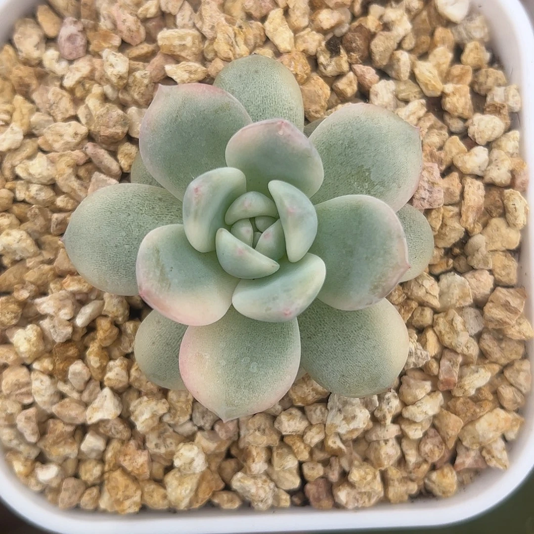 梦露锦 婕宝一物一拍