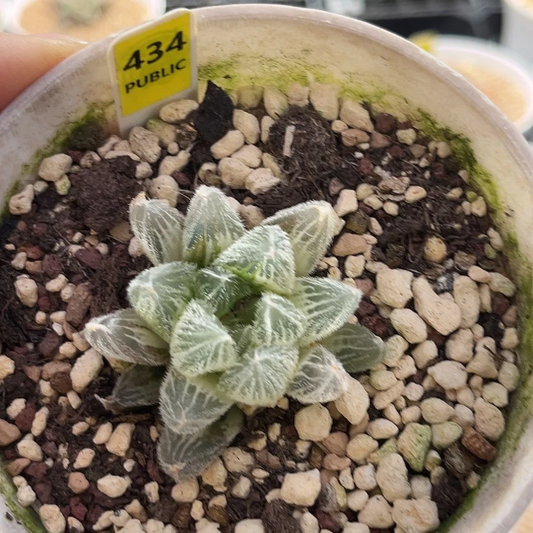 434糊斑毛玉锦福利福利