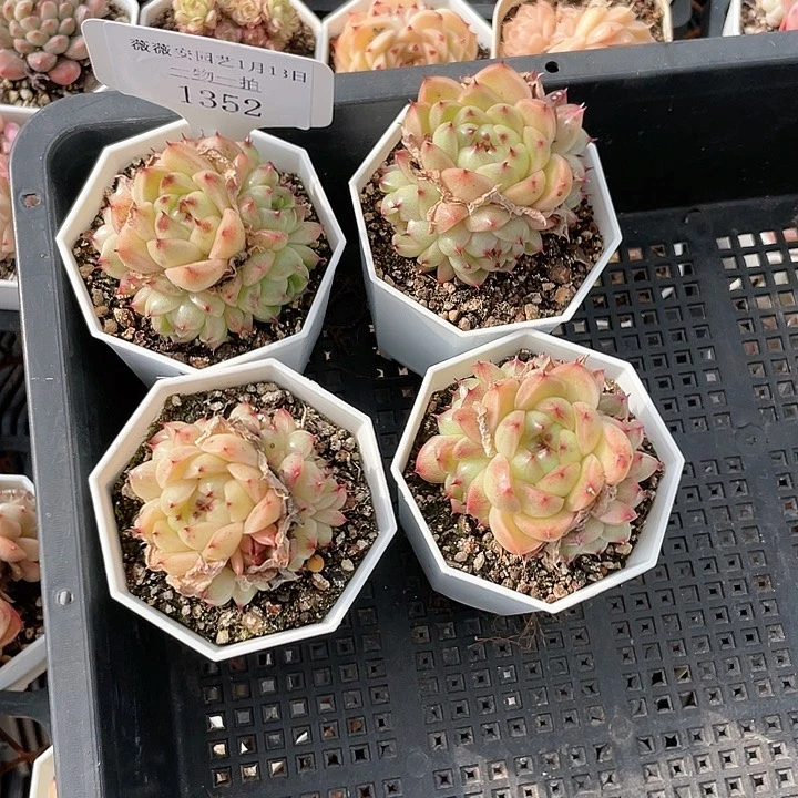 薇薇安园艺多肉1352