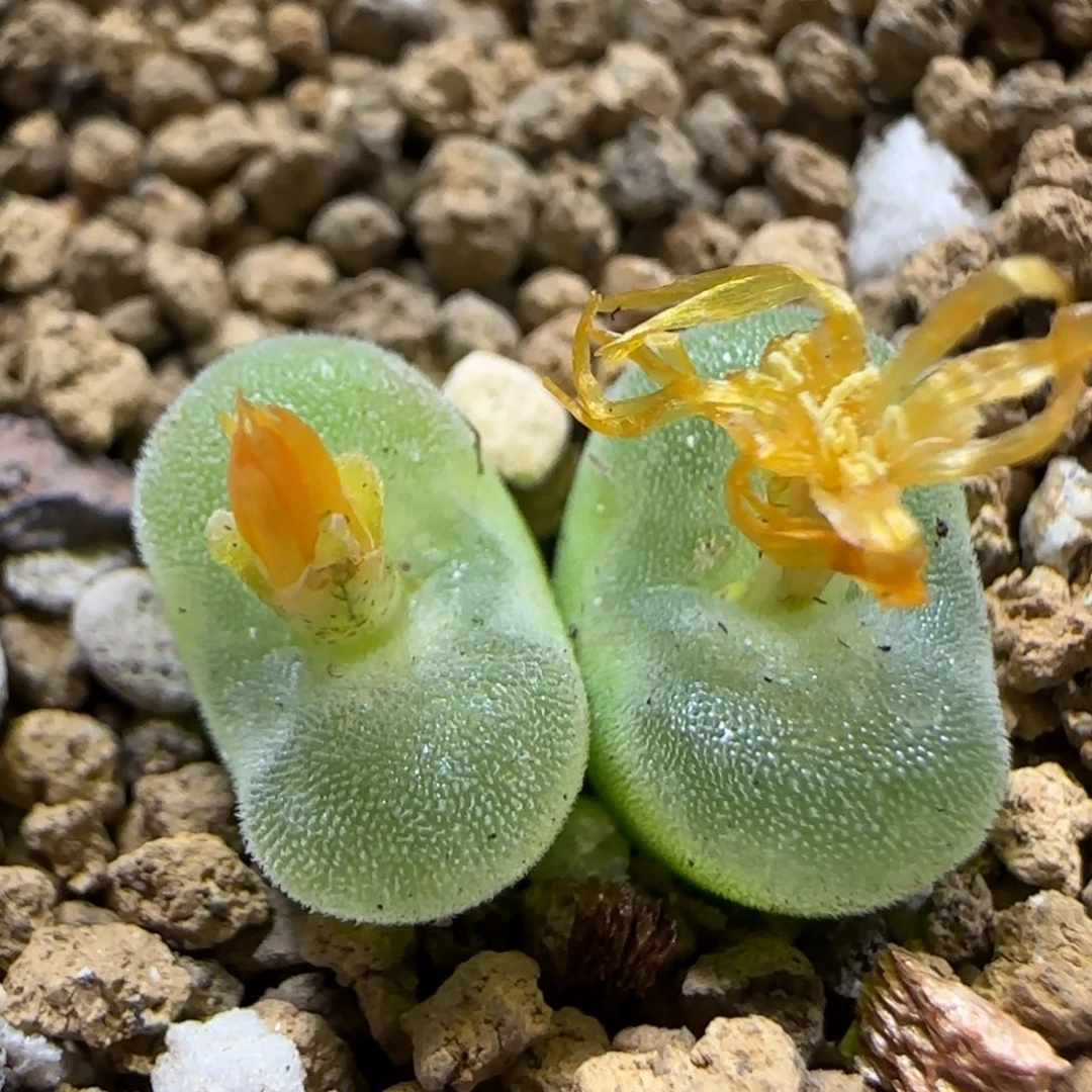 10.10。辛然园艺。水晶鞋。2013