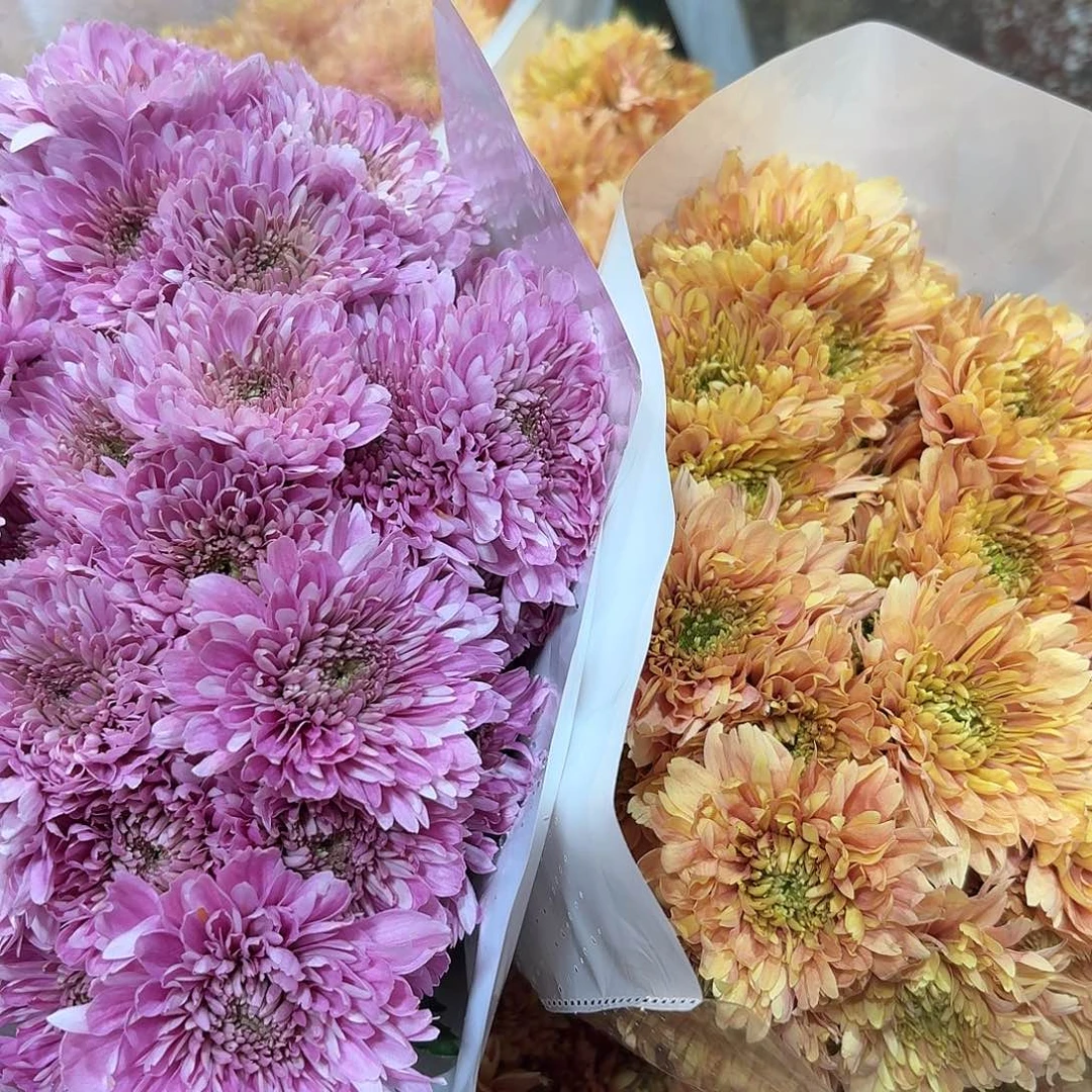 基地 卡林巴三文鱼+卡林巴粉各5支