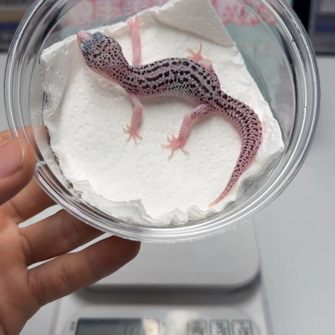 豹纹守宫银河妹妹