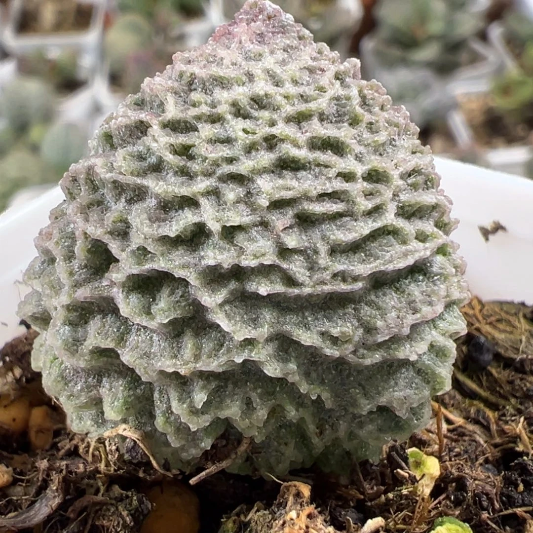 实生新品大苗多肉植物水泡