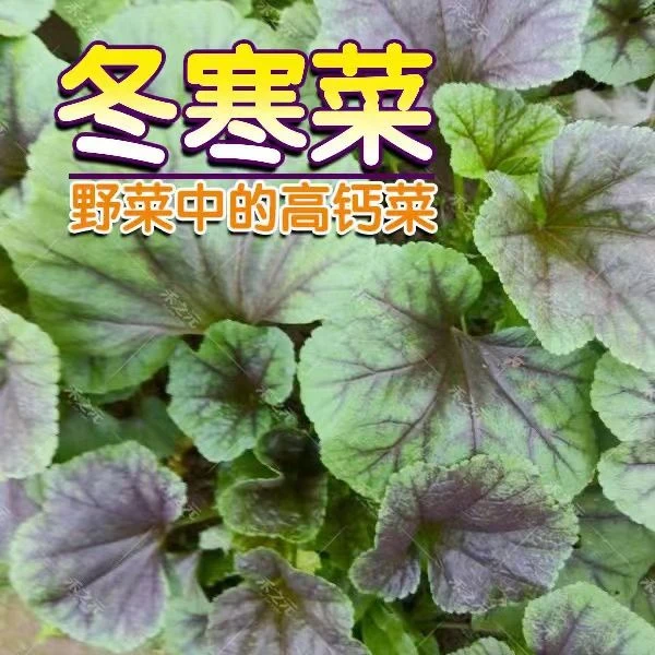 糯米冬寒菜种子高钙蔬菜冬葵菜苋菜种子耐寒四季阳台盆栽蔬菜种子