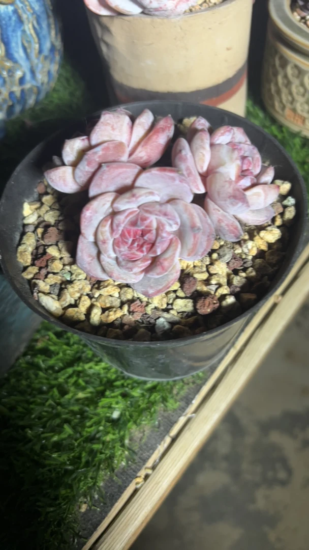 辞忧姐姐星影多肉专拍