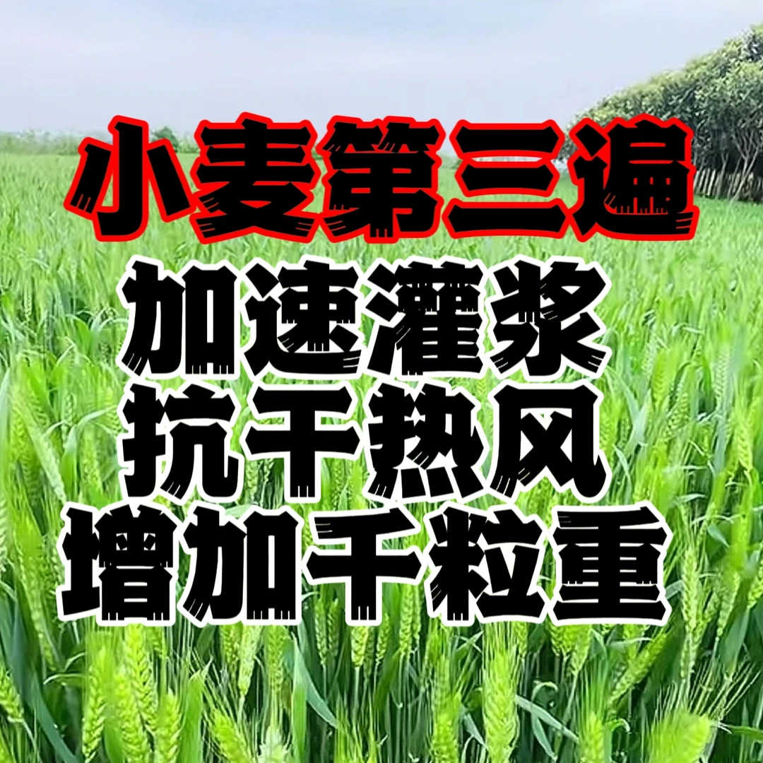 十亩装：小麦灌浆期抗热活力素膨籽动力抗干热风籽粒膨大叶面肥