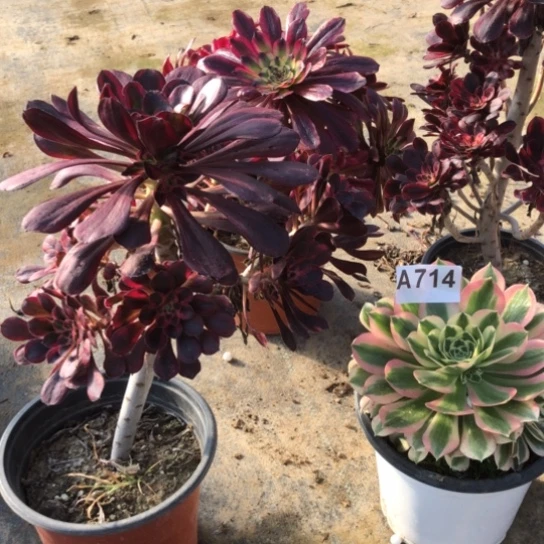 法师多肉植物燕*法师714